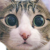 チャンネル