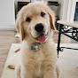 Golden Pup Charlie