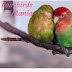 logo Lovebirds Mania