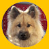 Eurasier Akari