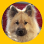 Eurasier Akari