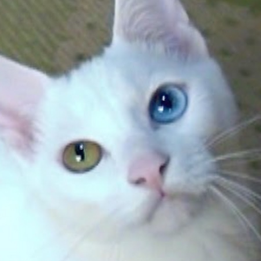 白猫ユキoddeye kitty - YouTube