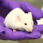 Understanding Animal Research