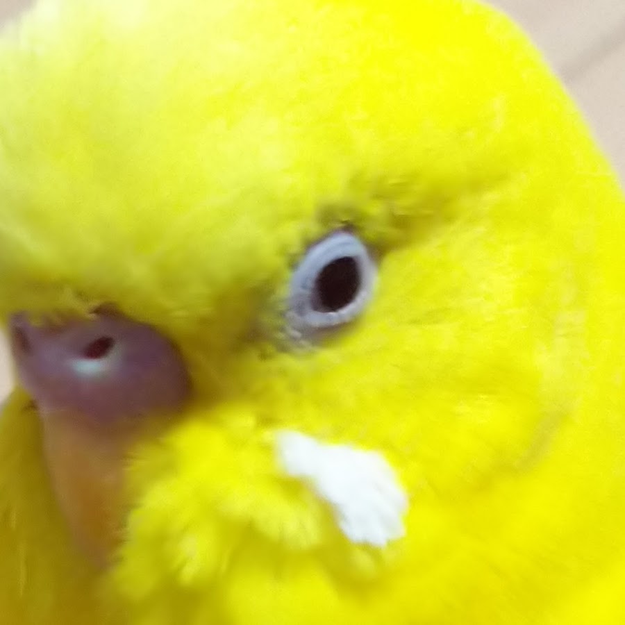 幸せの黄色いトリ - YouTube