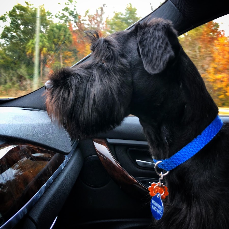 Standard Schnauzer USA