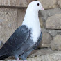 Fancy Pigeons Quetta