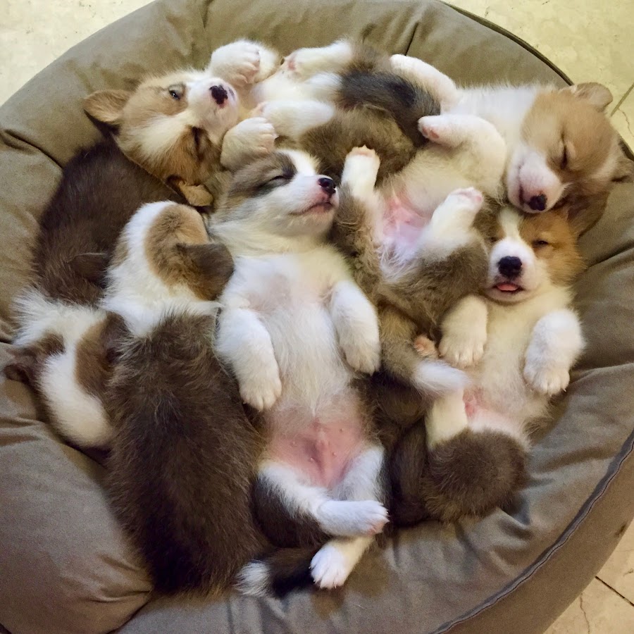 8Corgi House @8CorgiHouse