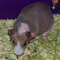 Brooklyn Skinny Pigs