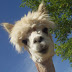 A to Z Alpacas