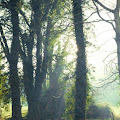 Artist Thumbnail