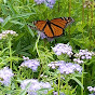 Fredericksburg Texas Native Gardening