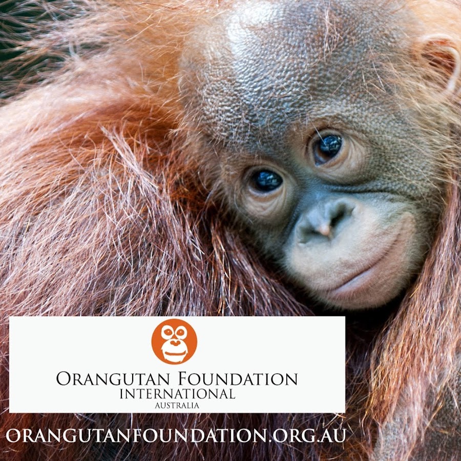 Orangutan Foundation International Australia @orangutanfoundationinterna1774
