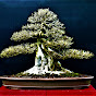 Bonsai South