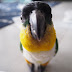 Scout the Caique Parrot