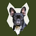 Fenrir French Bulldog Show