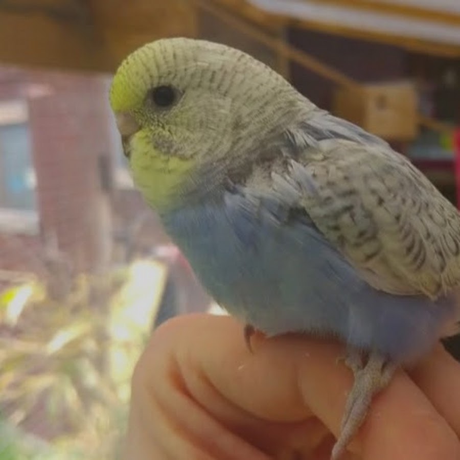 Budgie and Aviary Birds