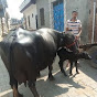 knain dharodi Dairy farm