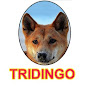 TRIDINGO