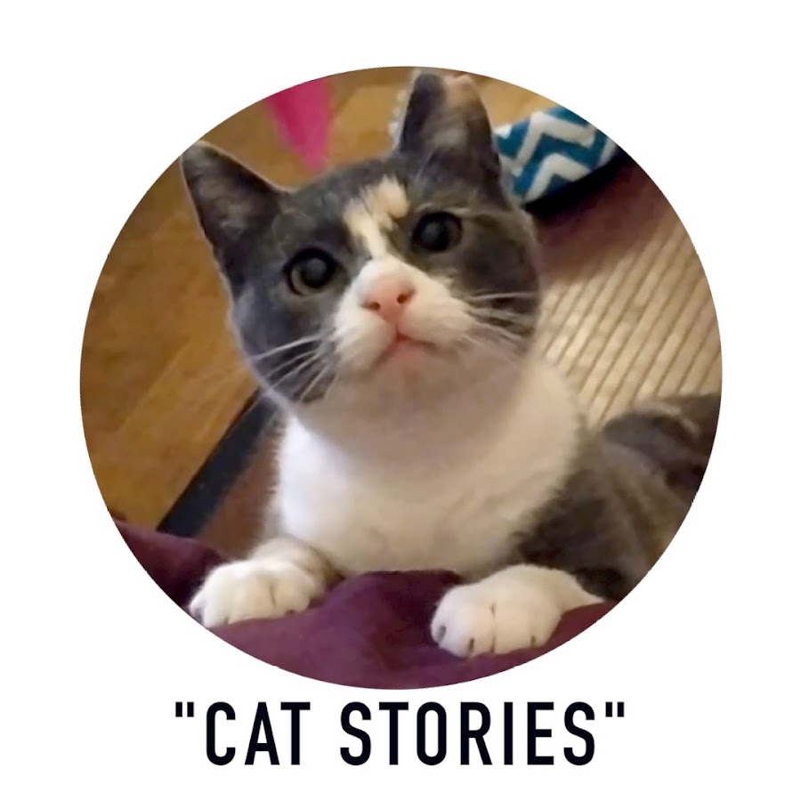 Cats stories