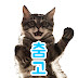 춤추는고양이 (Dancing Cat)