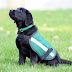 Summit Assistance Dogs