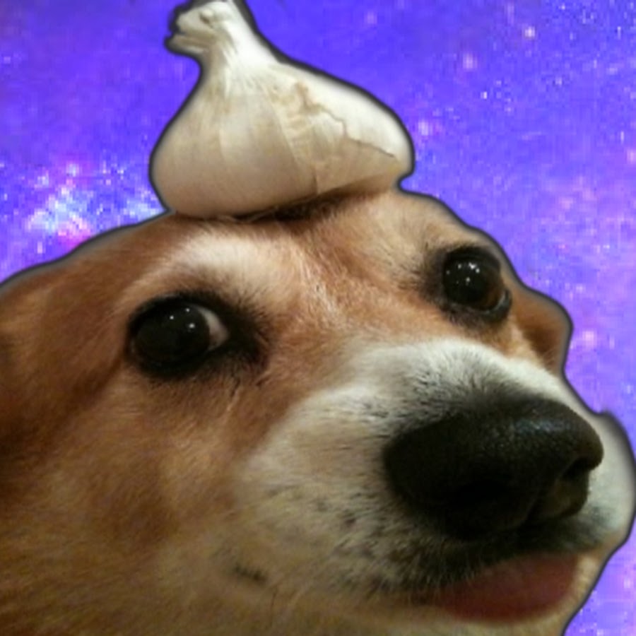 Собака с фонарем на голове мем Garlic Dog - YouTube