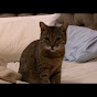 The Cat Behaviour Channel