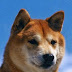 shibaweb