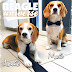 logo Beagle Universe