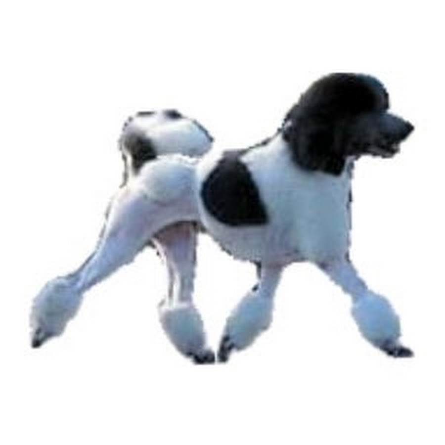 Caninestyle youtube