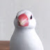 java sparrow and Budgerigar