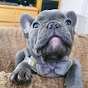 CityBob French Bulldog