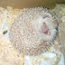 ハリネズミもぐ子Pygmy hedgehog