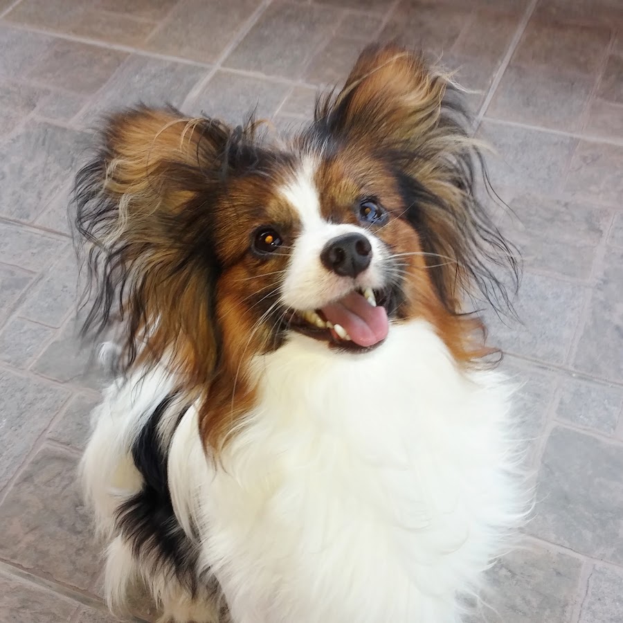 Papillon with floppy store ears