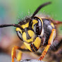 Wasp Hunter
