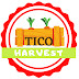 Tico Harvest