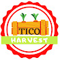 Tico Harvest