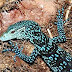 Blue Lizard