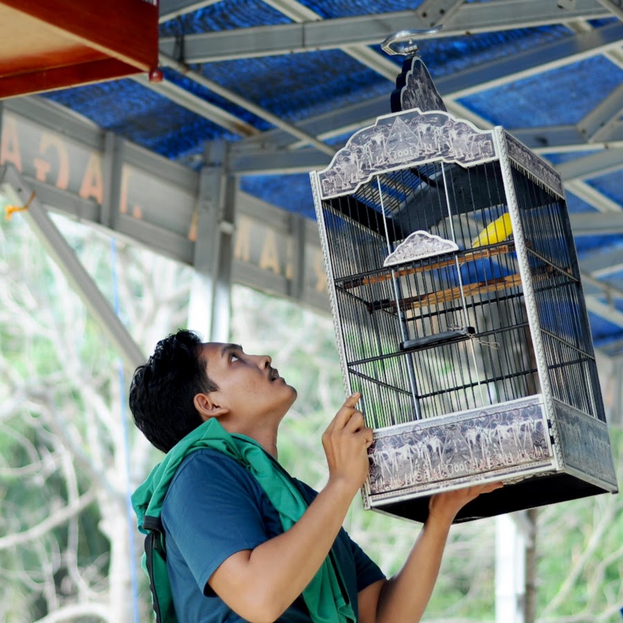 Bird champion Training-tv @kenarigacor-irvancanary