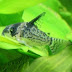 CorydoraSeven