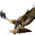 logo EAGLE X YT