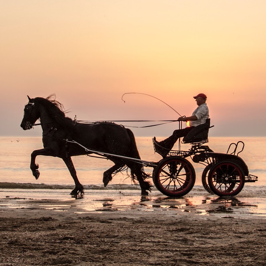 Stal Okkema seller of Friesian horses