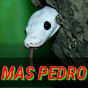 mas pedro