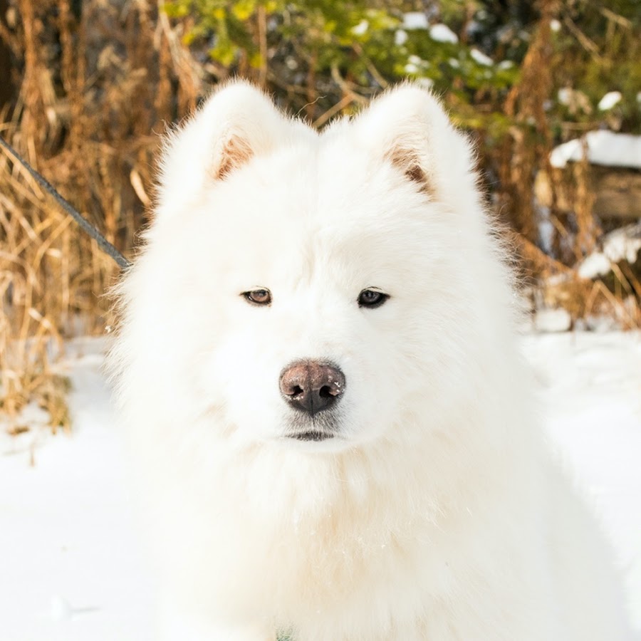 Joy The Samoyed - YouTube