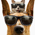 logo The freshest jokes)