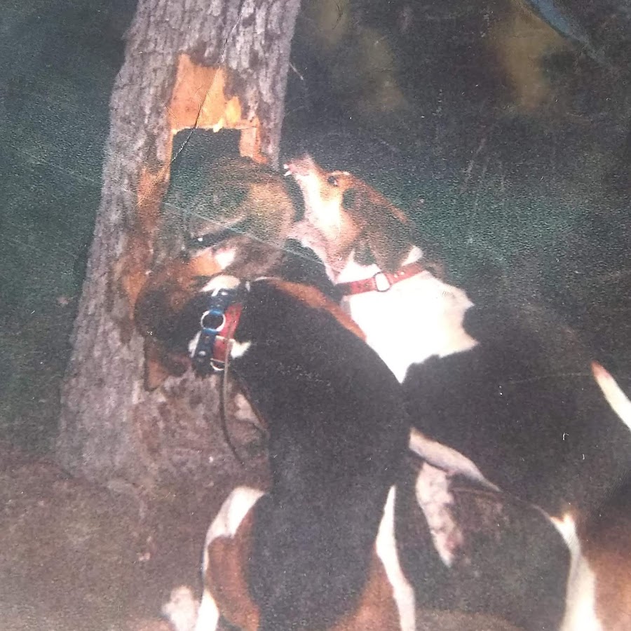 Finley river walker store hounds