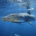 logo Crocoshark