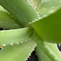 Aloe More