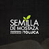 Semilla de Mostaza Toluca