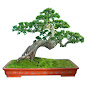 Bình Bonsai Rừng